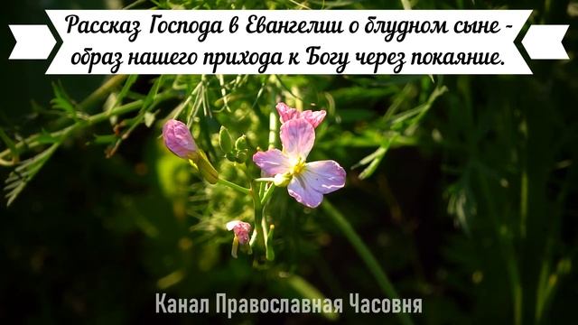 ТРОГАТЕЛЬНАЯ ДО СЛЕЗ ИСТОРИЯ О БЛУДНОМ СЫНЕ! смотреть онлайн