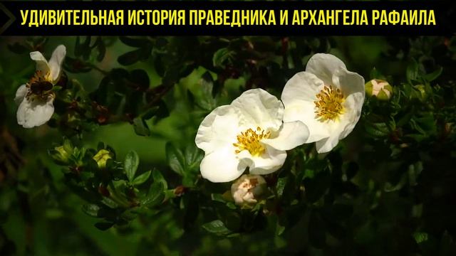 КНИГА ТОВИТА - СЛУШАТЬ АУДИО смотреть онлайн