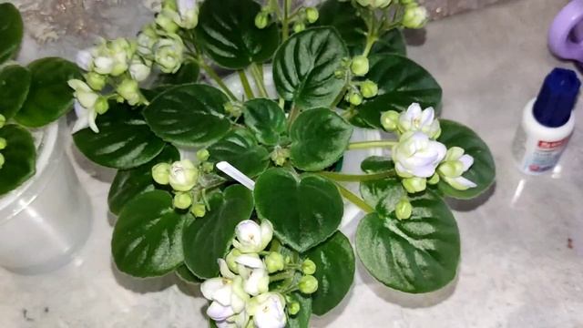 Фиалки почтой России. 89192263851 ✍️ смотреть онлайн