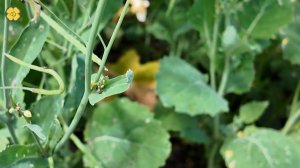 Завершение цветения рапса