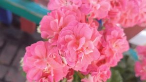 юзис Гранатовый браслет и другие....