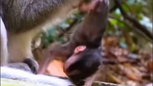 Таким жёстким уходом старородящая макака способна напугать своего ... 1000023301.mp4