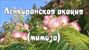 Ленкоранская Акация (Альбиция) ароматное великолепие сада