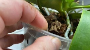 Страшный вредитель. «Пёстрая малиновая плодожорка». Пересадила Бронзового Будду.