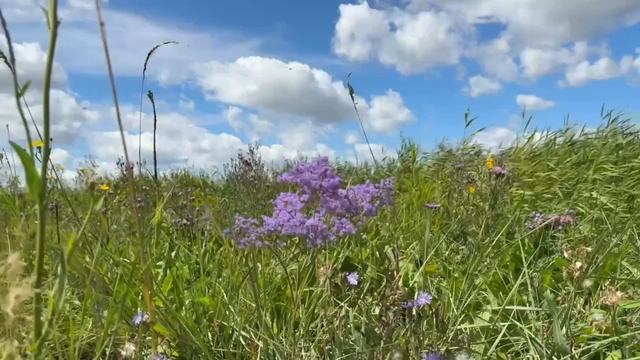 1011. Алтайский край, Немецкий район , 20.07.2025 г. смотреть онлайн