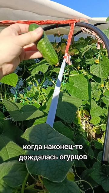 🙂🙂🙂 
#юмор #смех #дача #огород #дачныйсезон