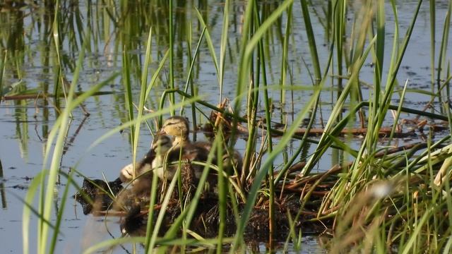 Утка серая и утята, наблюдение птиц в Новгородской области, 20 июля 2025 смотреть онлайн