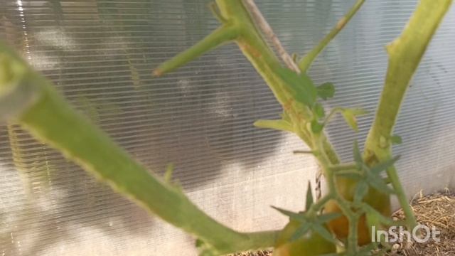 18 июля, хроника. Дела тепличные.
Жарим колбаски на мангале смотреть онлайн