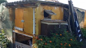 Свой птичник делала сама. Птичник с крытым выгулом и выносными ящиками для  яиц.