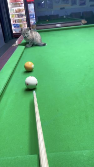 Ох уж этот котобильярд