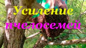 Как быстро усилить пасеку на медосбор