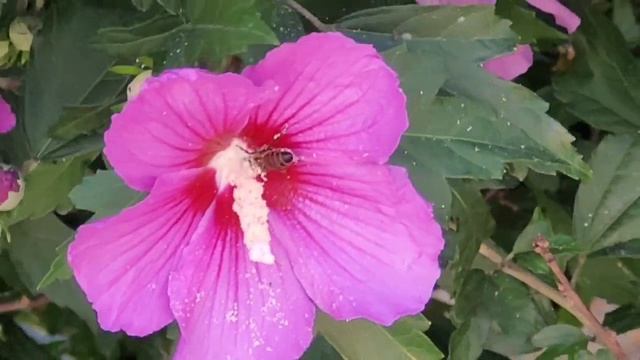 Родной цветущий Сочи