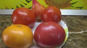 Дегустирую самые крупные салатные помидоры. Томат Минусинский Медведь. №1131.