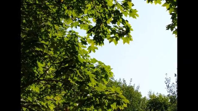Девушка в платье из ситца - Автор музыка и поёт Олег Семёнов смотреть онлайн