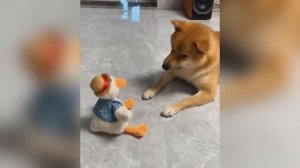 🍿 Новые самые смешные клипы о кошках и собаках 2025 года😼🐶Постарайся не смеяться😜 Часть 1