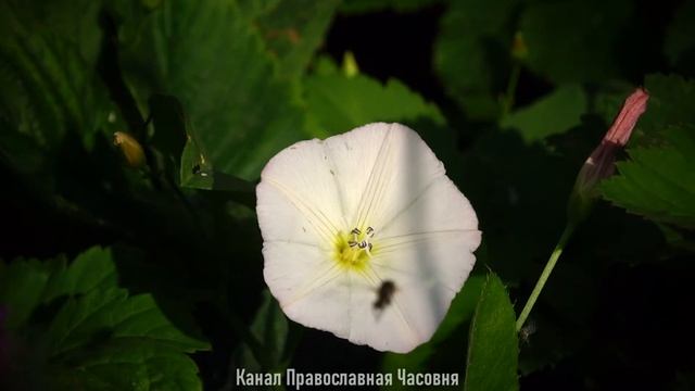 ЗАЩИТА ОТ КОЛДОВСТВА, БЕСОВ И ДЕМОНОВ: КАК ЕЁ ОБРЕСТИ - СВЯТОЙ МАКАРИЙ ВЕЛИКИЙ смотреть онлайн