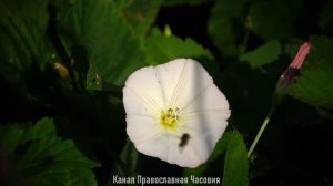 ЗАЩИТА ОТ КОЛДОВСТВА, БЕСОВ И ДЕМОНОВ: КАК ЕЁ ОБРЕСТИ - СВЯТОЙ МАКАРИЙ ВЕЛИКИЙ