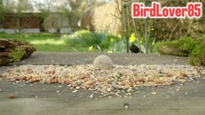 Захватывающие звуки птиц : Утренние звуки птиц Птицы Амазонки 4к -| Сура Ар-Рахман