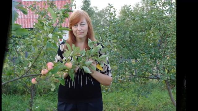Недотрога - Автор Наталья Геут музыка и поёт Игорь Балан смотреть онлайн