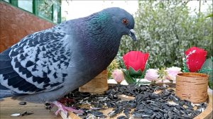 Кормушку посетили Зеленушки, Воробьи, Большие Синицы и Голуби (08.05.2025 года)