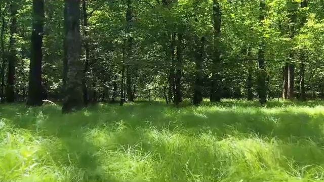 КОМЕДИЯ РОК Летнее Лето!!!)))) смотреть онлайн