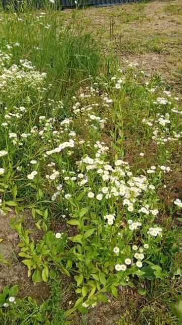 Красоты Тул обл