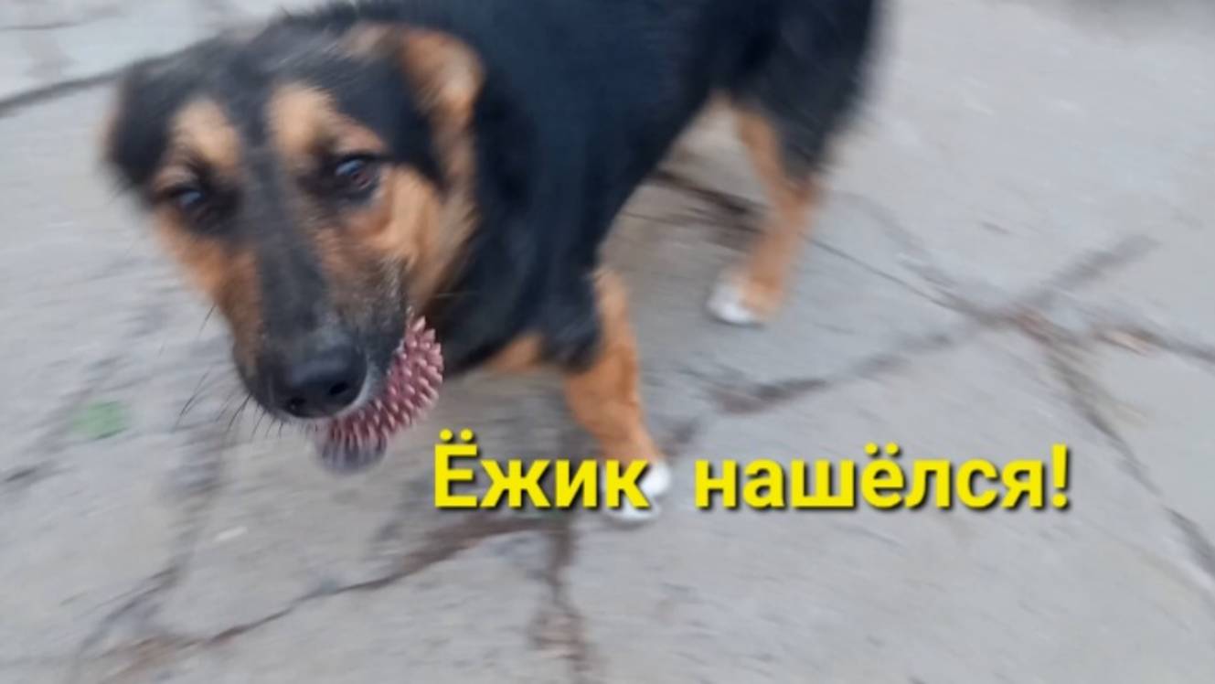 Ура! Ёжик нашёлся! смотреть онлайн