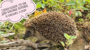 Сова филин Ёль не под дождём, кошка Морошка учит гулять треугольного кота.Маша и ёжик. Следы свиней