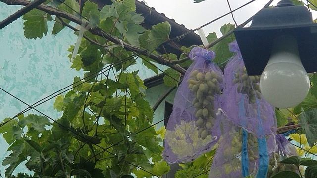 Загрузка урожаем перепривитого в прошлом году куста Винограда