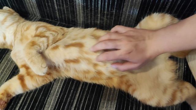 младшенькая🐱 смотреть онлайн