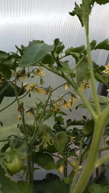 КОЗУЛА 224 - ОБЗОР СОРТА смотреть онлайн