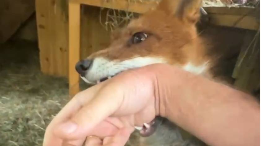 Лиса-Алиса. Лис Игнис всегда готов к игре смотреть онлайн