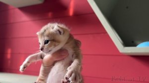 ПИКНИК С РЫСЯМИ / Райская жизнь свиньи