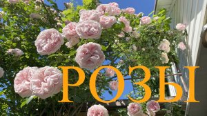 Розы