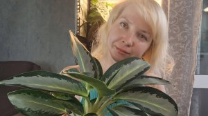 Пересадка крошечных аглаонем на фитильный полив