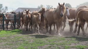 Табун Советских тяжеловозов Перевозского конного завода