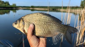 Волжанка Шторм в дугу - тащу крупного амура! А еще наловил крупных карасей
