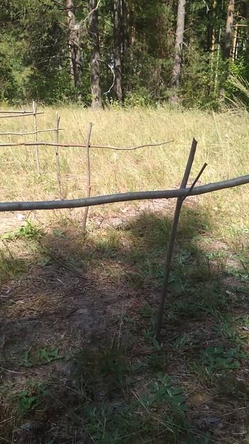 Странная штука в лесу