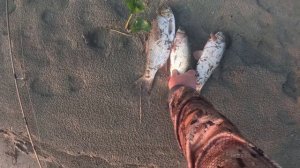 Рыбалка на реке Обь 29.06.2025- 02.07.2025