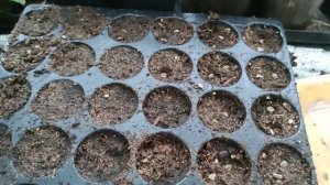 Сею подсолнух на срезку к первому сентября