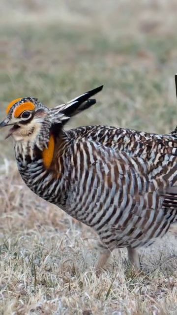 Брачный сезон по-тетеревиному: вы такого еще не видели! смотреть онлайн