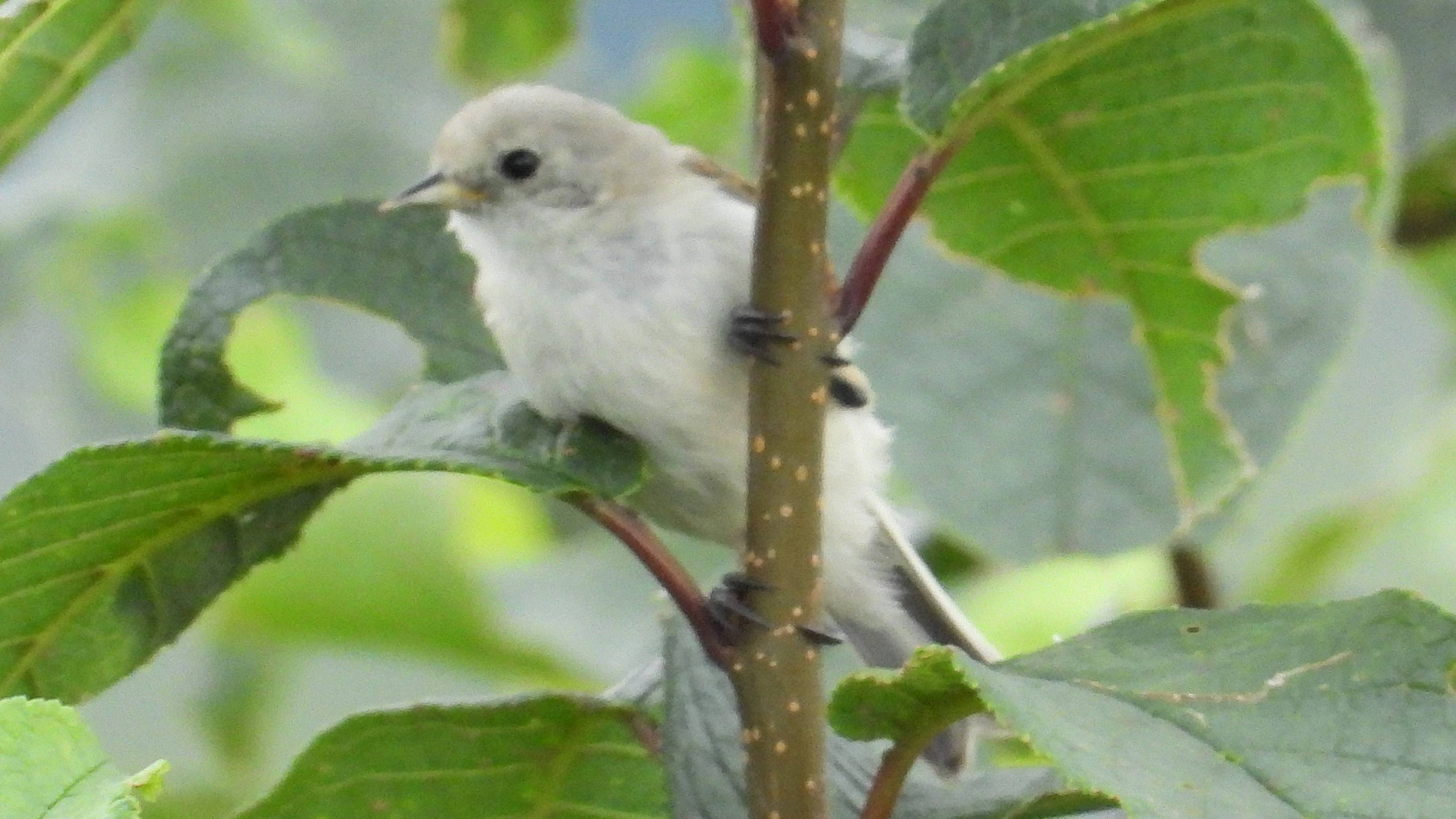 Ремез, слёток, наблюдение птиц в Новгородской области, 20 июля 2025 смотреть онлайн
