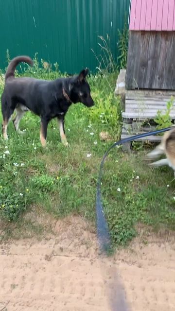 Ли́са знакомится. Брю гуляет
#хаски #щенок #собака #домашниеживотные #БрюликиЛиска #dog смотреть онлайн