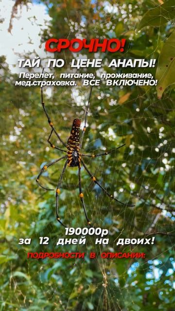 Чем крупнее паук, которого можно встретить в Таиланде, тем меньше он опасен для человека. Верим?! смотреть онлайн