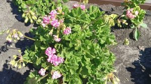 цветение пеларгонии на грядках!