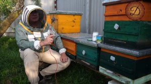 ЭТО ДЕЛАЕТ ПЧЁЛ ЗДОРОВЫМИ