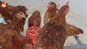 Куры несушки молодки породы Род Айленд ❣️ Первое яйцо! 🥚 138-139 дней  🤗🥚😂🌞