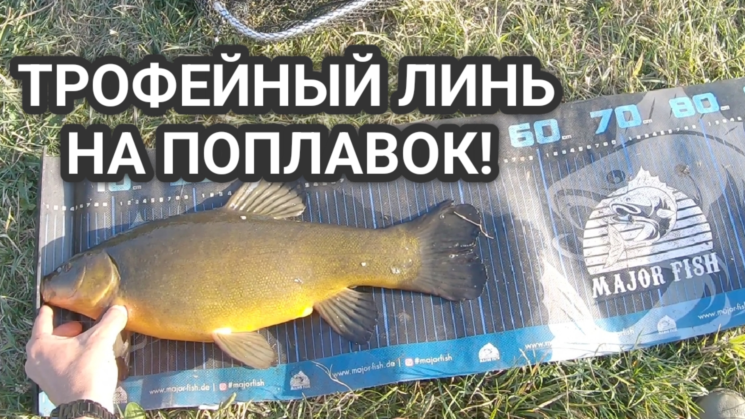 ОГРОМНЫЙ ЛИНЬ НА ПОПЛАВОК ЛЕТОМ НА ТРИ ЧЕРВЯ! Ловля линя летом в камышах на поплавок! смотреть онлайн