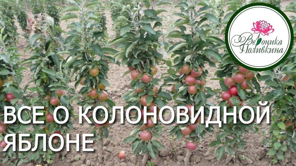 Что нужно знать о колоновидной яблоне смотреть онлайн