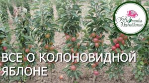 Что нужно знать о колоновидной яблоне